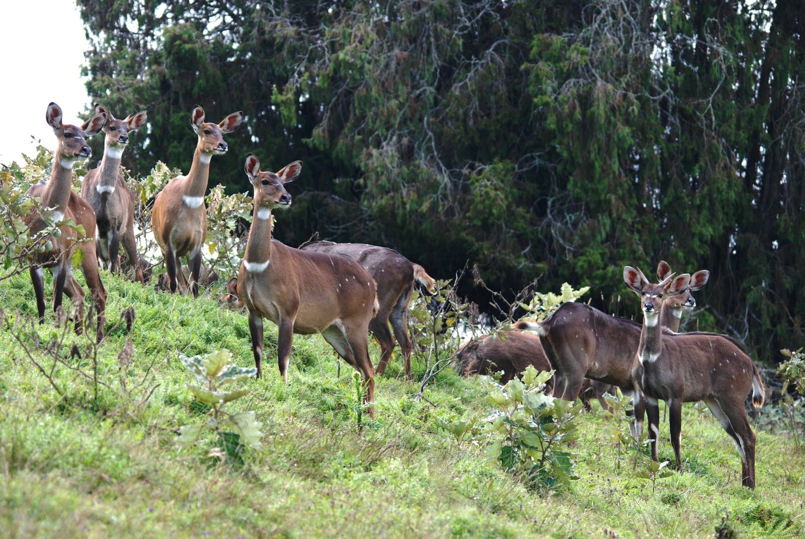 Mountain Nyalas in Bale Mountains NP, 16/10/14