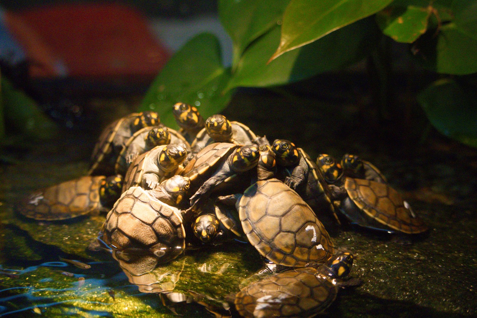 Mountain of Baby Turtles