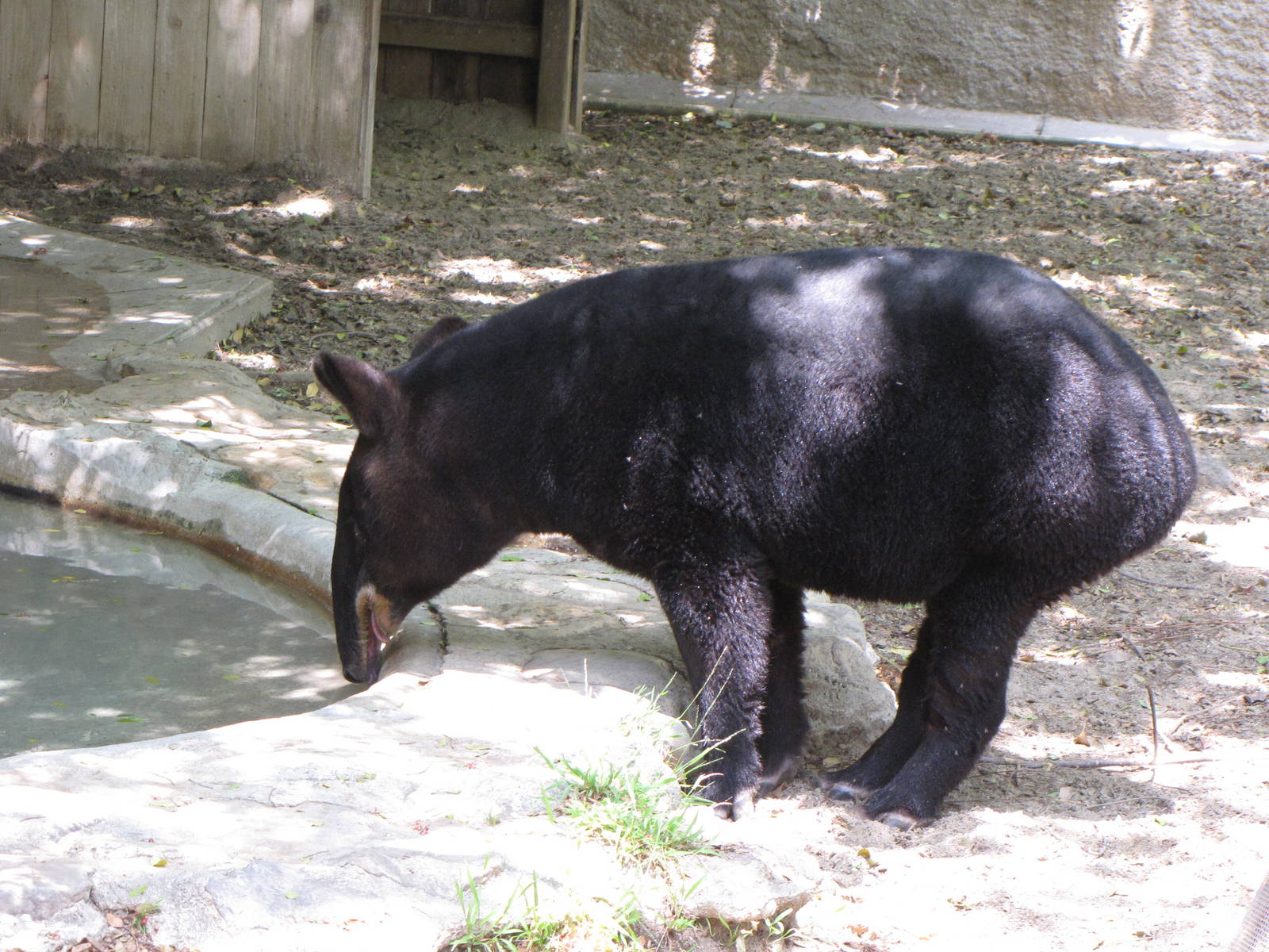 Mountain or Woolly Tapir