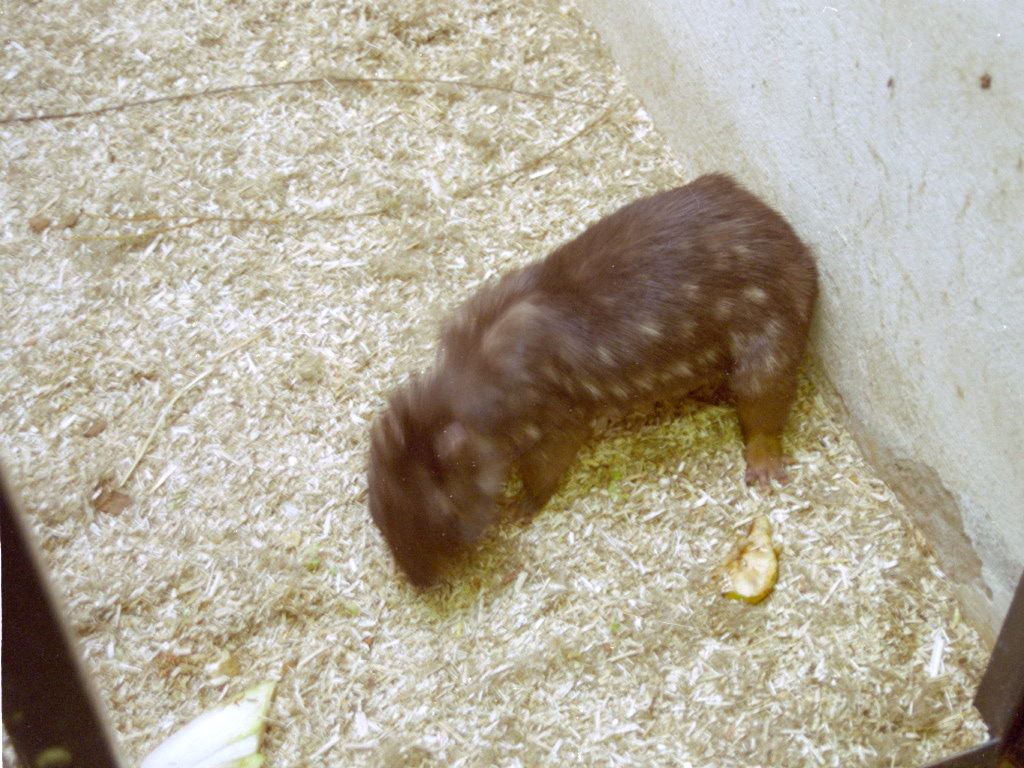 Mountain Paca at Magdeburg 09/09/2005