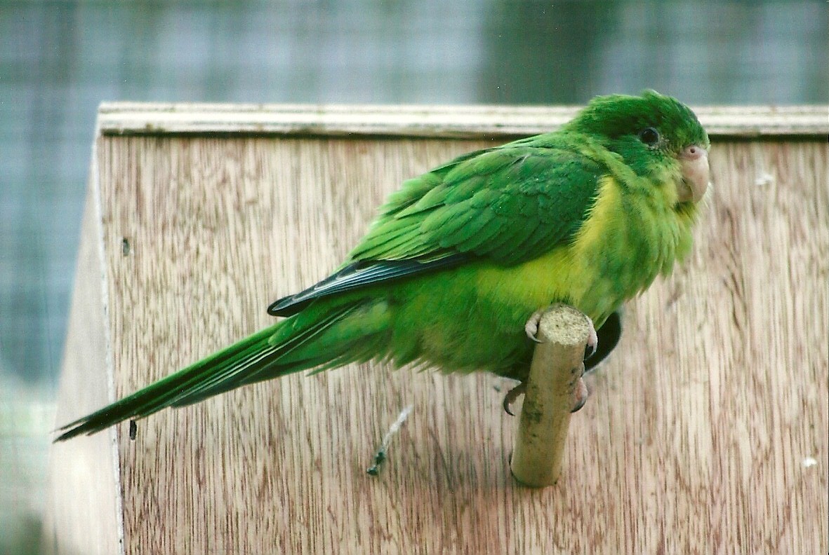 Mountain Parakeet 13th September 2012