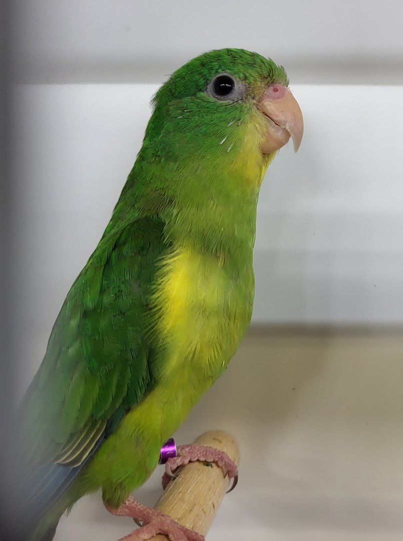 Mountain parakeet - female
