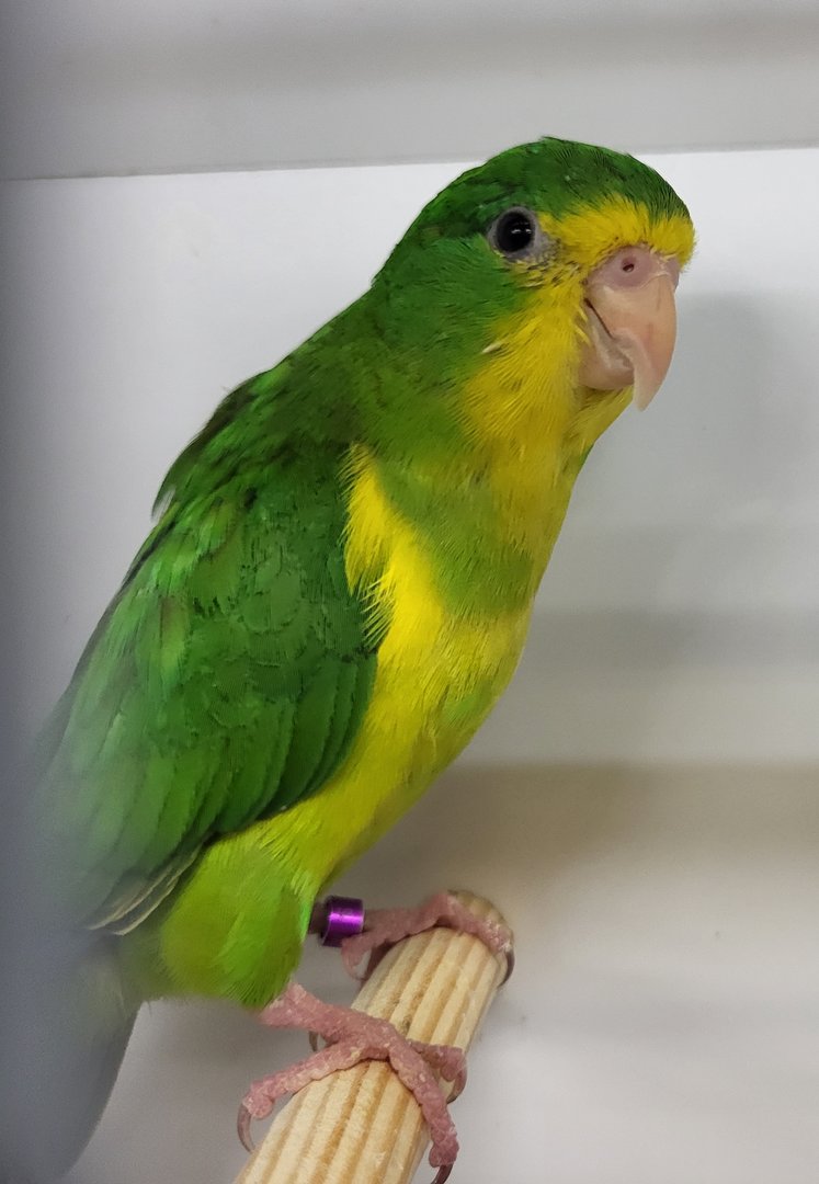 Mountain parakeet - male