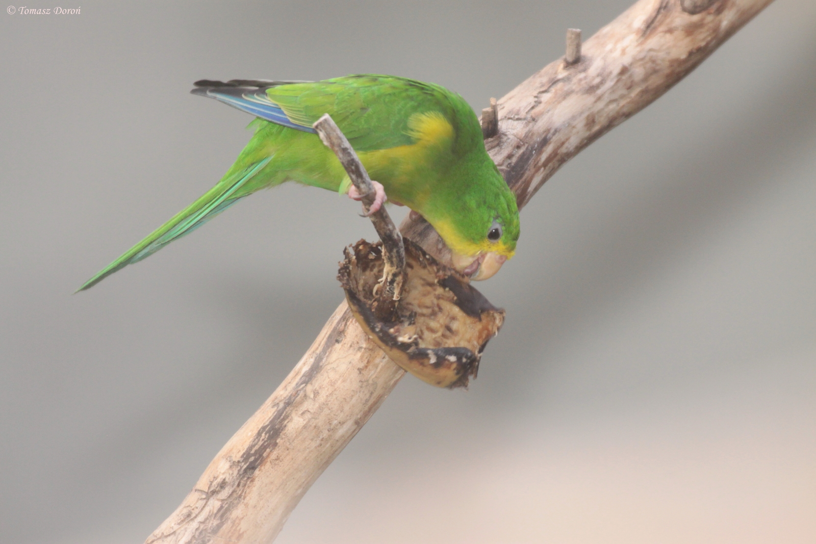 Mountain Parakeet (Psilopsiagon aurifrons)