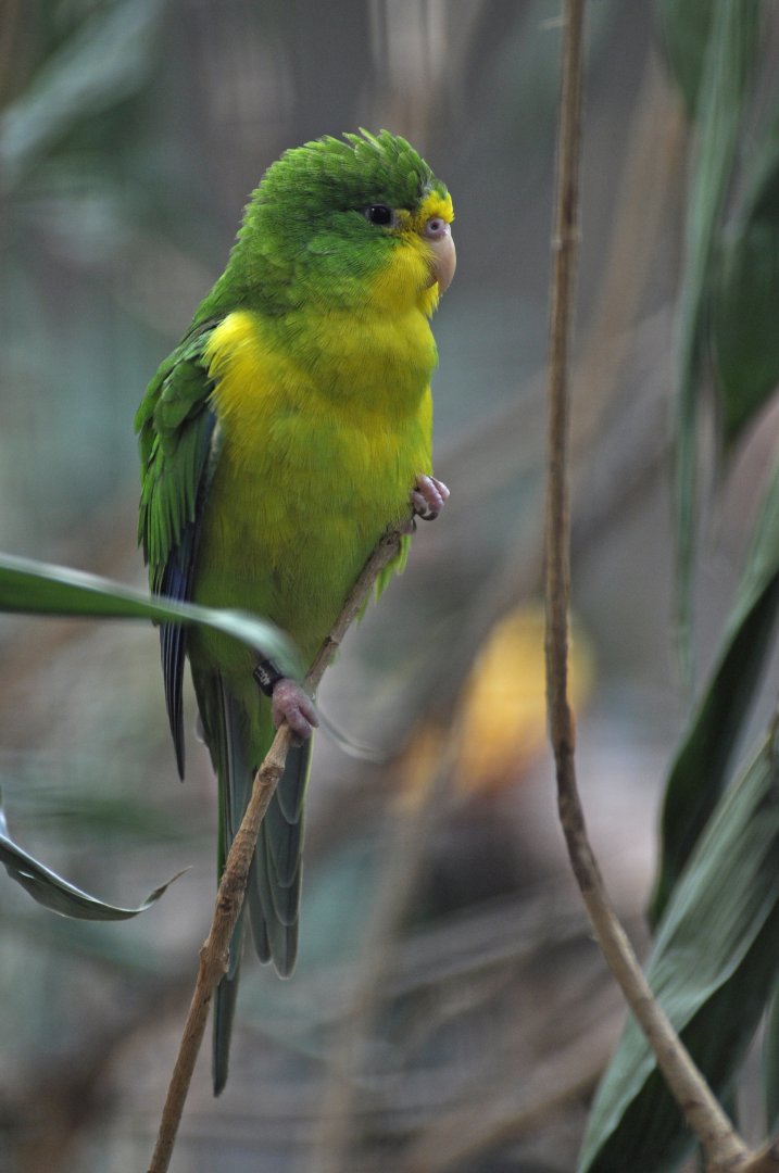 Mountain parakeet (Psilopsiagon aurifrons)