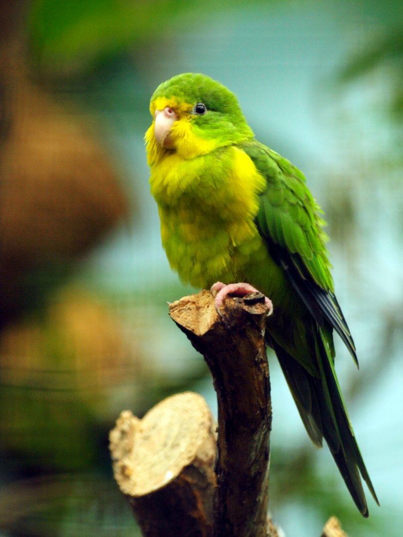 Mountain parakeet