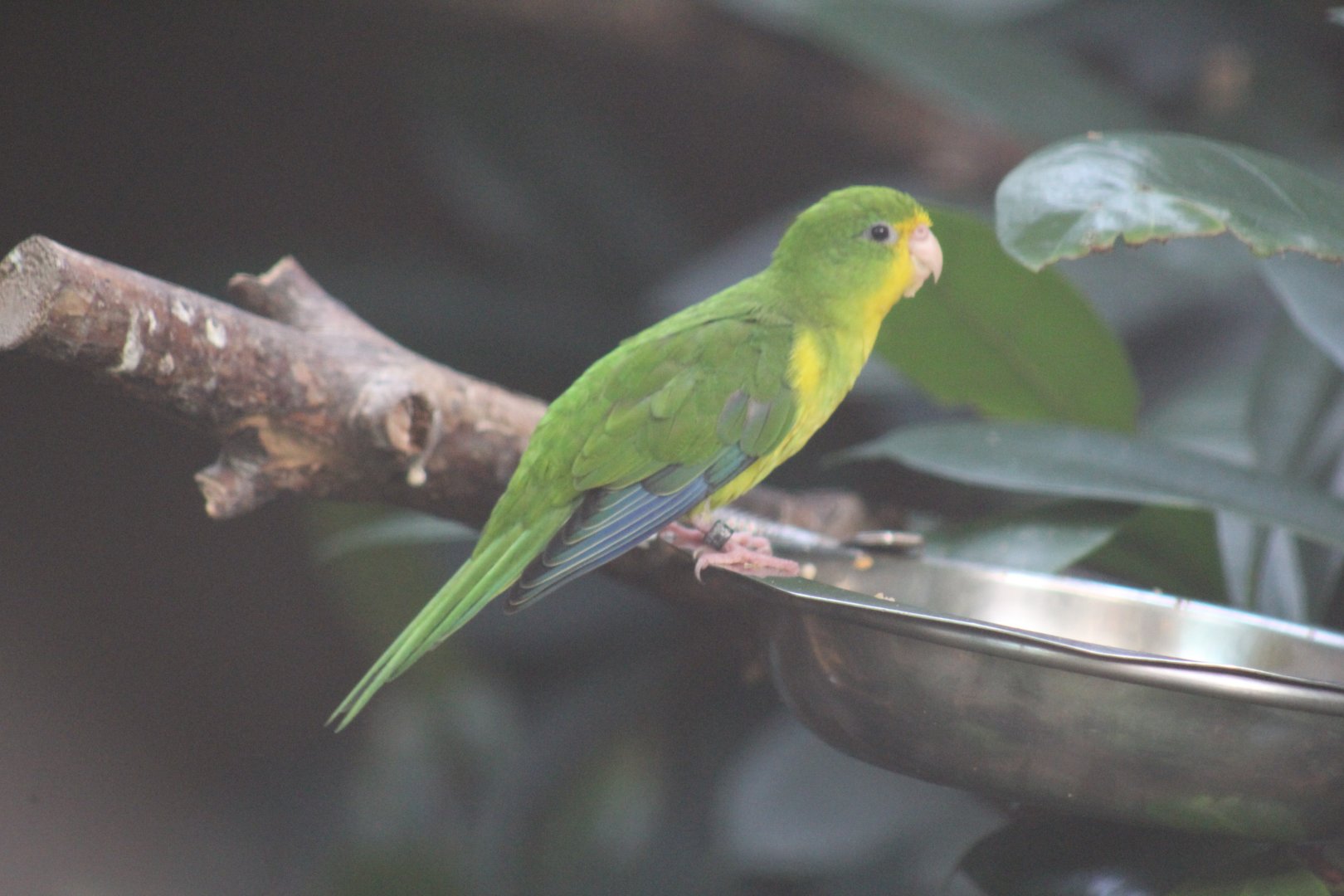 Mountain Parakeet