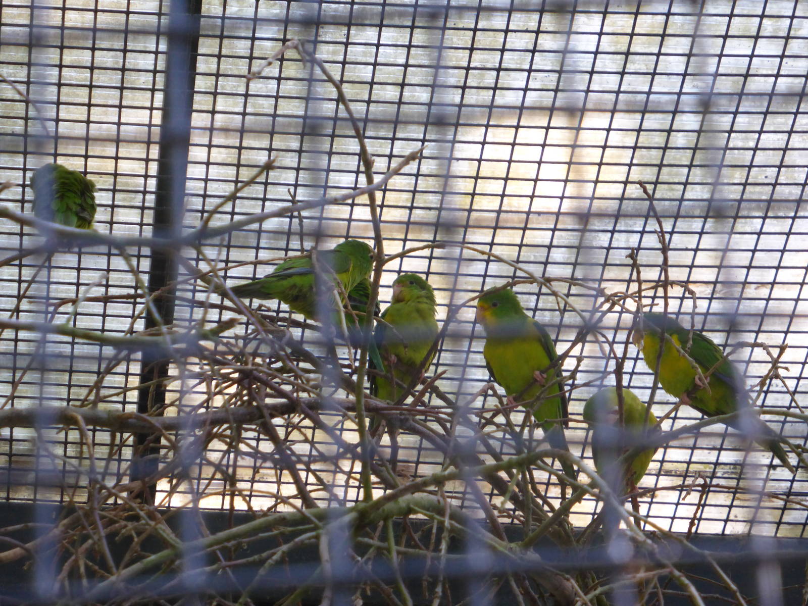 Mountain parakeets  Bolborynchus aurifrons