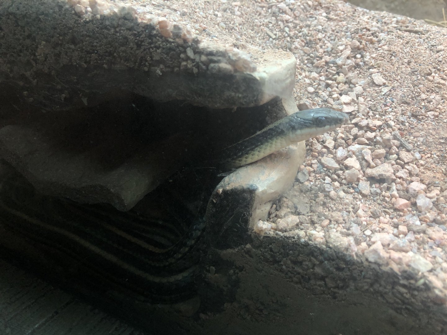 Mountain Patch-nosed Snake