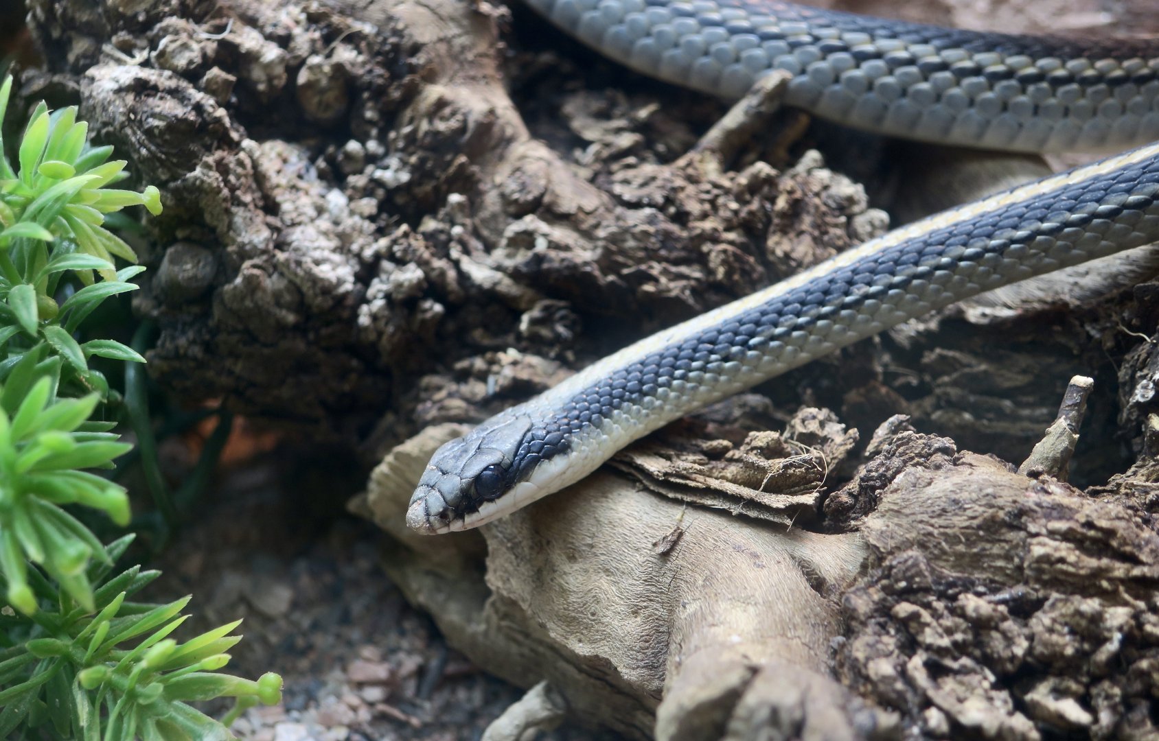 Mountain Patchnose Snake (Salvadora grahamiae)