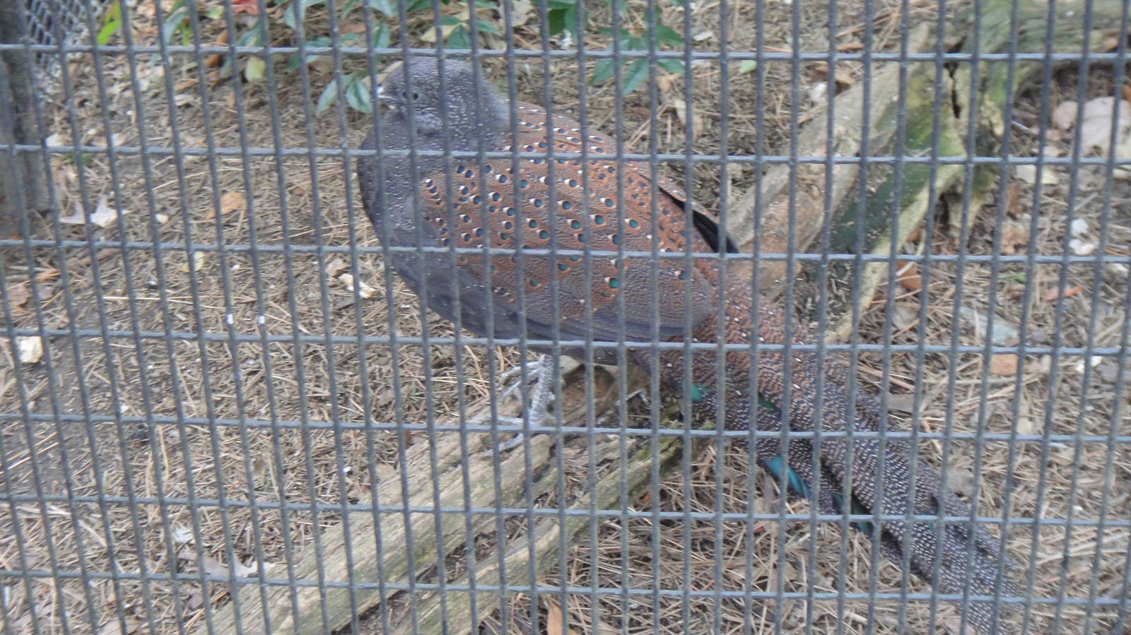 Mountain Peacock Pheasant at Bronx zoo 2014-12-29