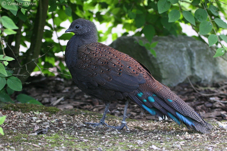 Mountain Peacock-pheasant (Polyplectron inopinatum)