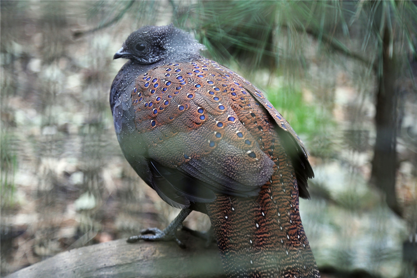Mountain peacock-pheasant (Polyplectron inopinatum)