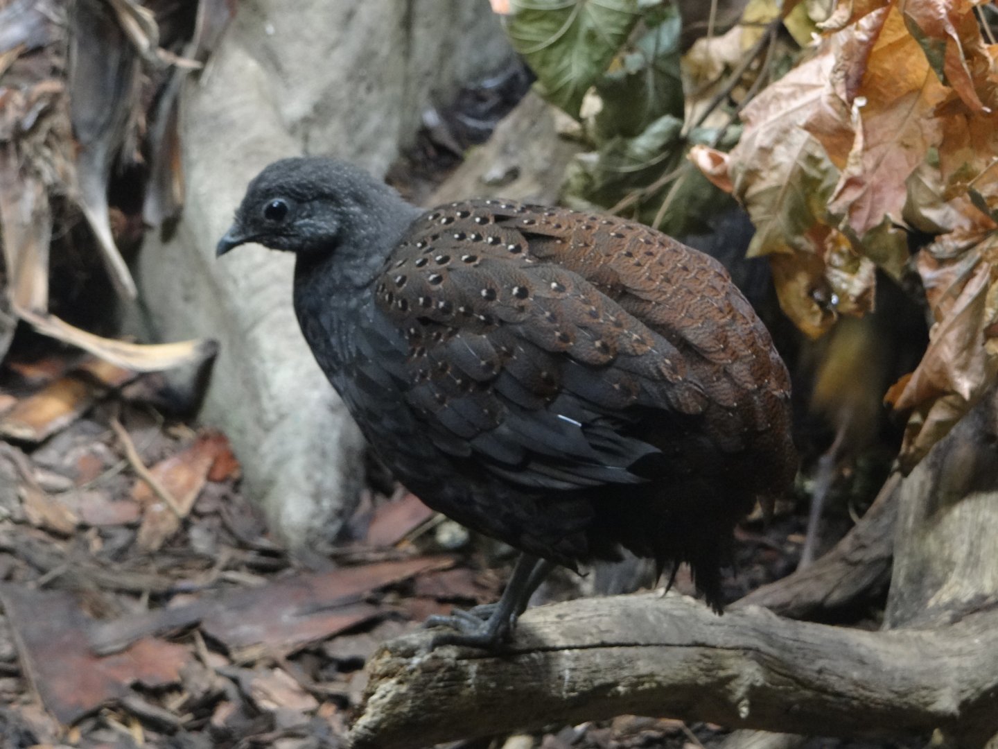 Mountain peacock-pheasant (Polyplectron inopinatum)
