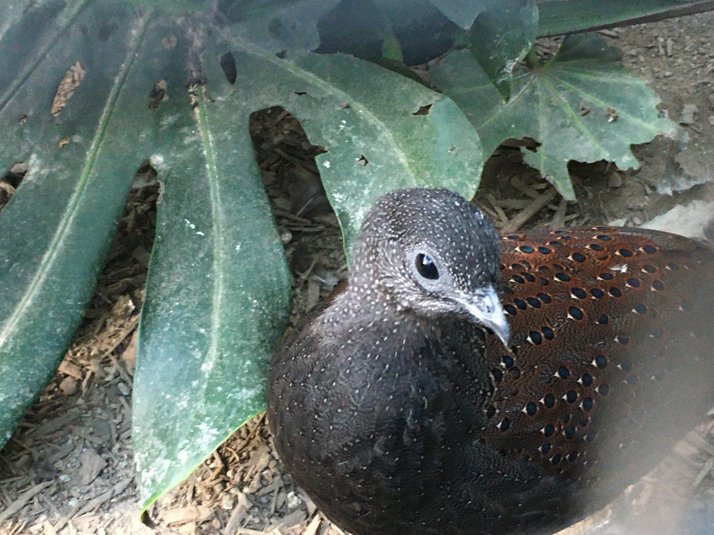 Mountain Peacock-Pheasant (Polyplectron inopinatum)