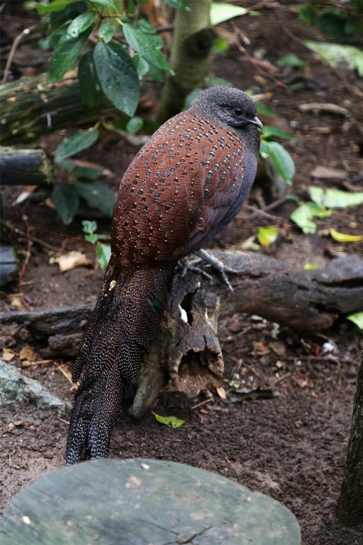 Mountain Peacock-pheasant (Polyplectron inopinatum)