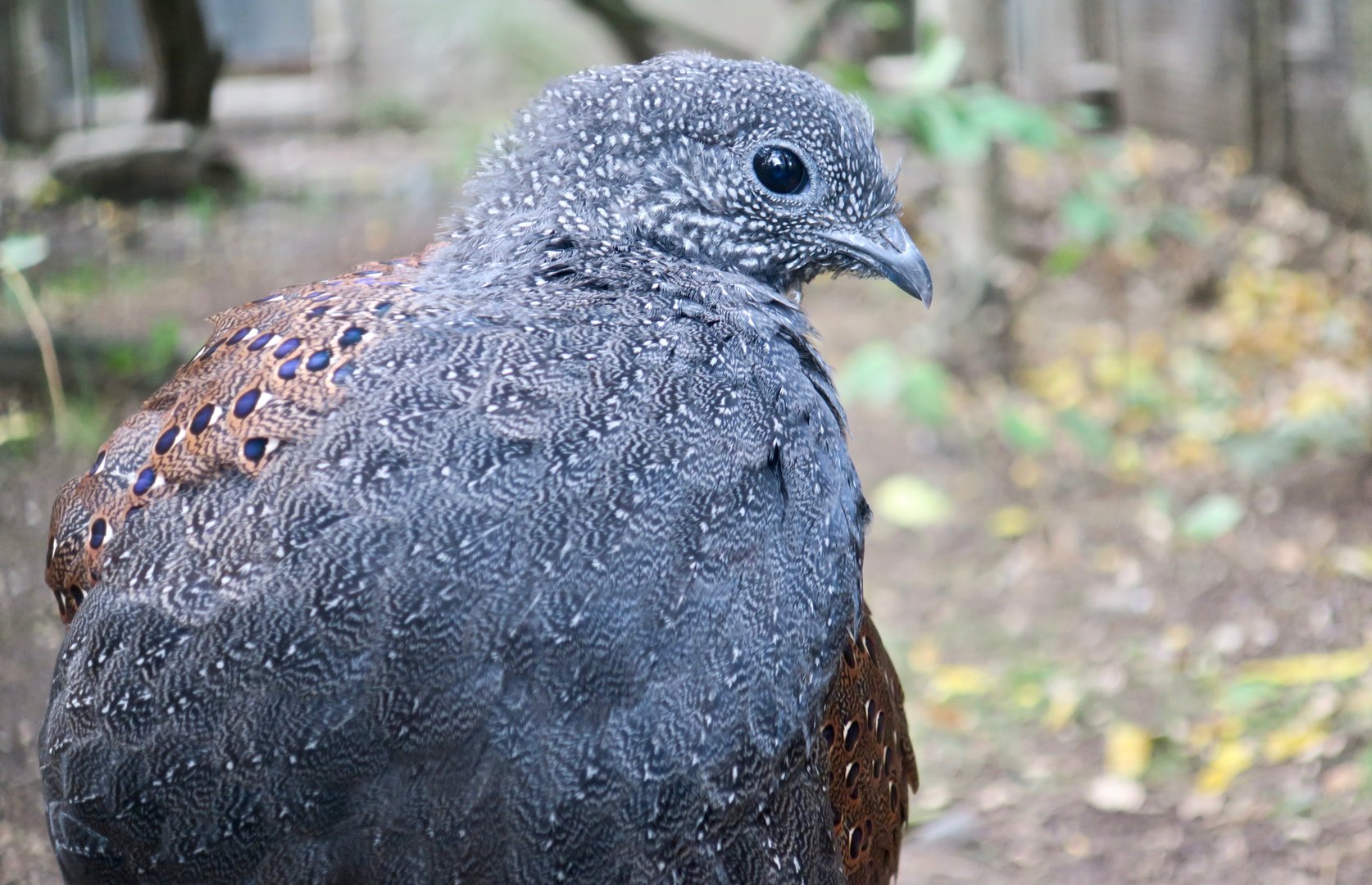 Mountain Peacock-Pheasant (Polyplectron inopinatum)