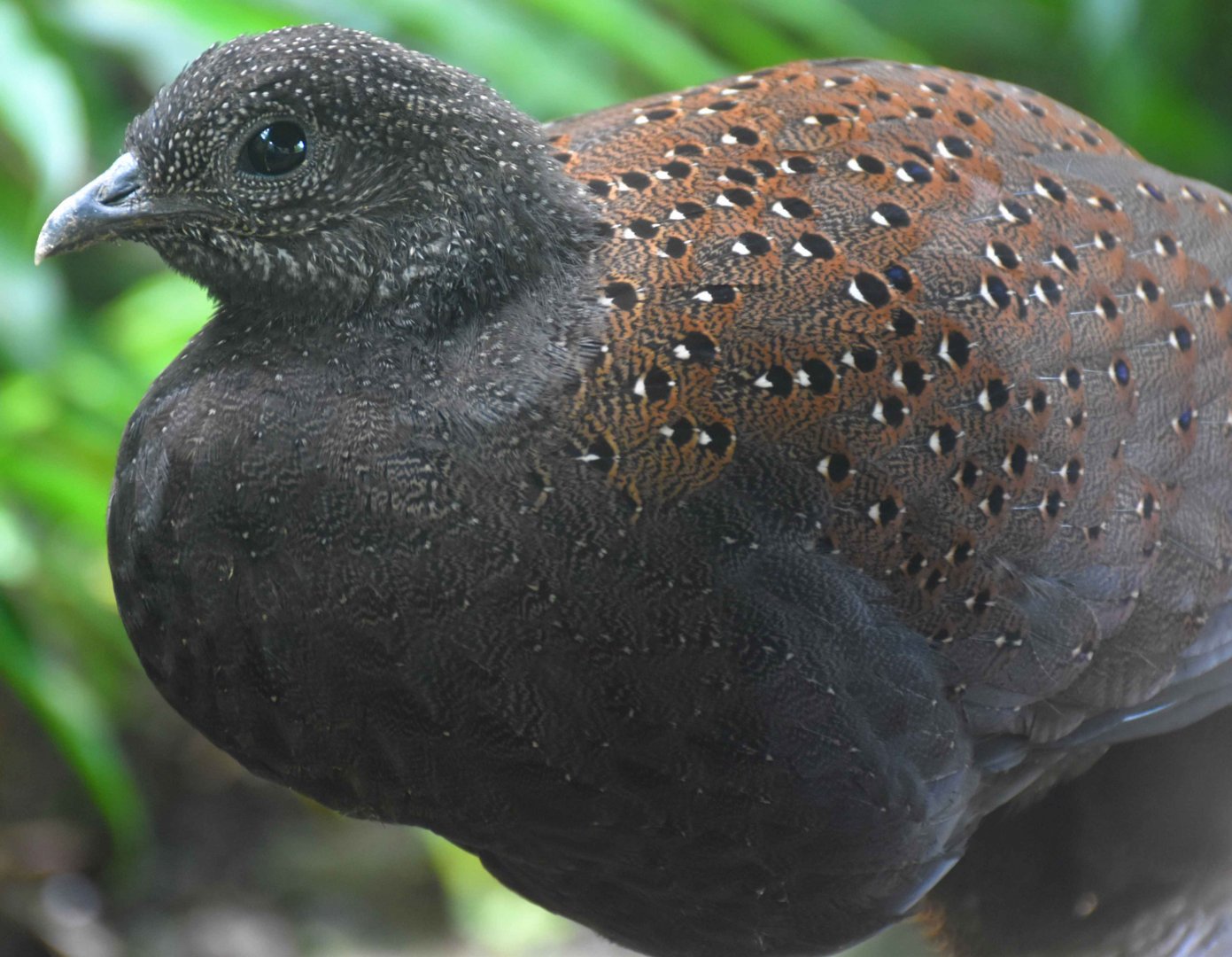 Mountain Peacock-pheasant (Polyplectron inopinatum)