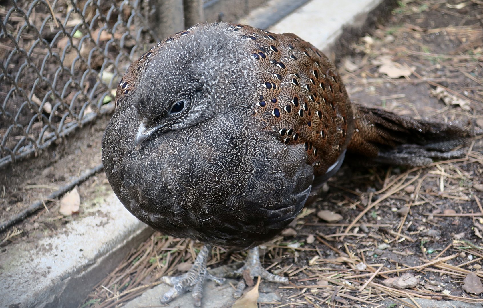 Mountain Peacock-Pheasant (Polyplectron inopinatum)
