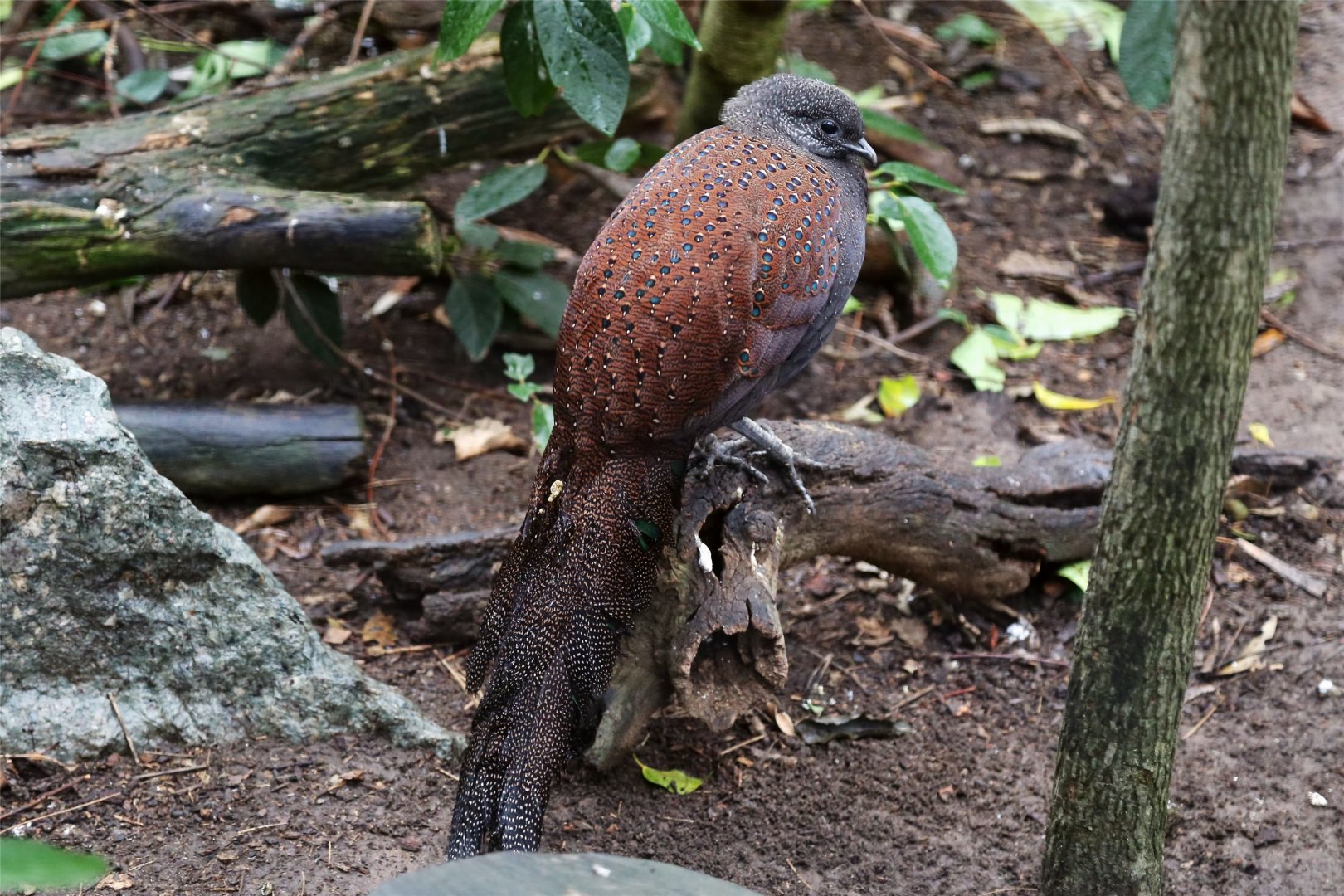 Mountain Peacock-Pheasant (Polyplectron inopinatum)