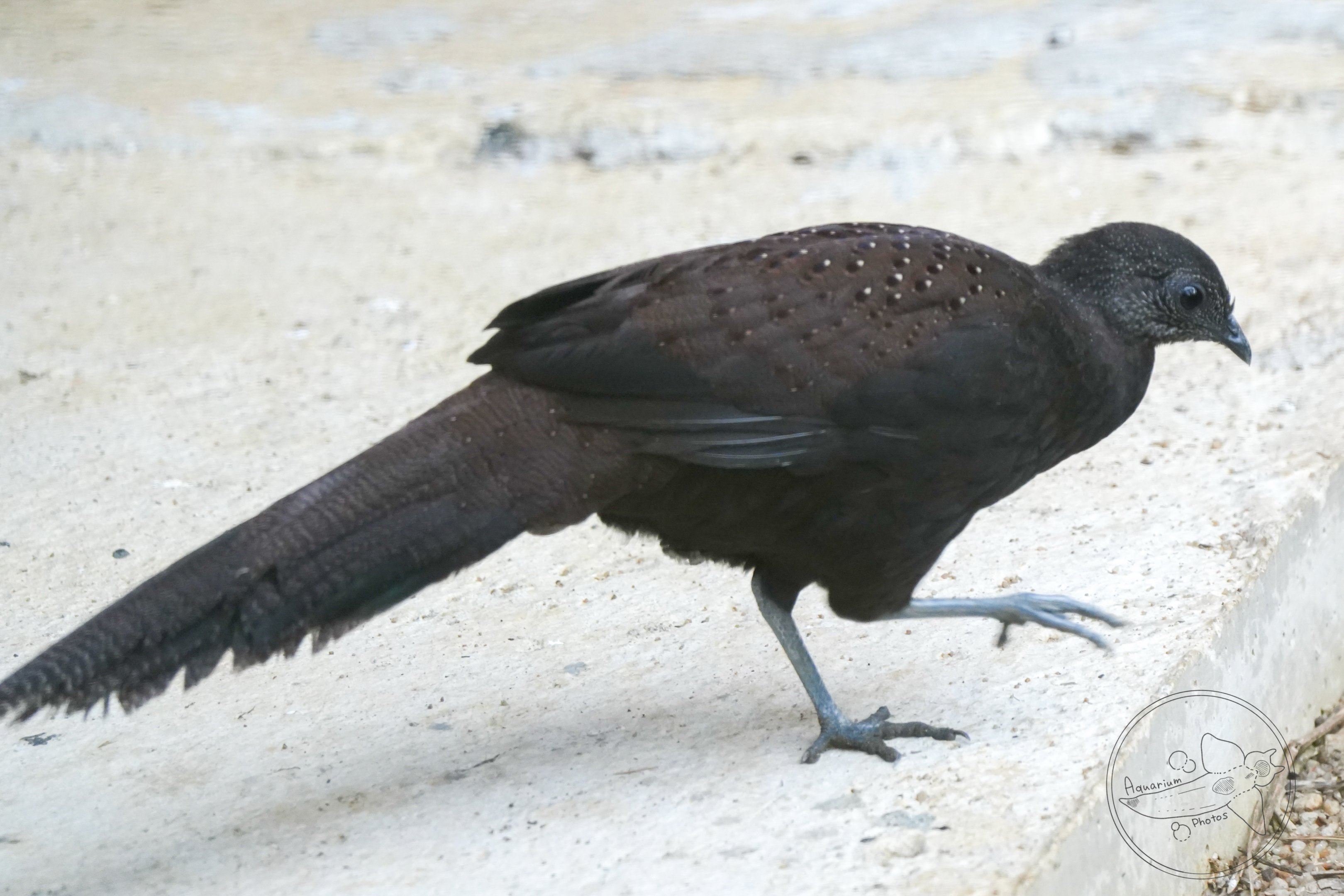 Mountain peacock-pheasant (Polyplectron inopinatum)