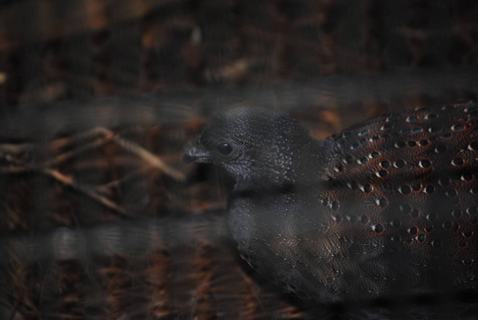 Mountain Peacock-Pheasant