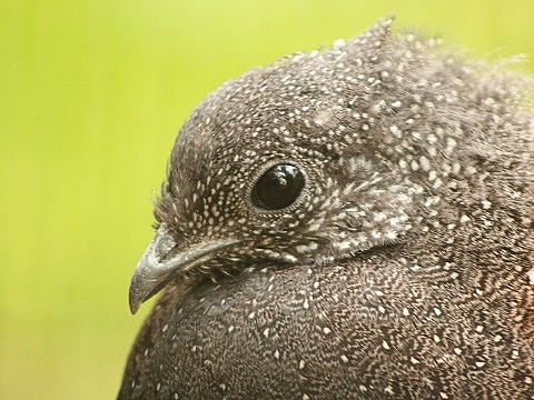Mountain Peacock-pheasant