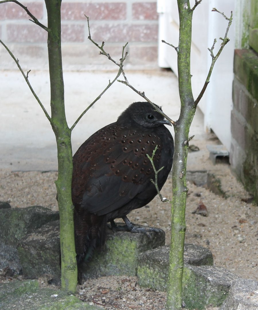 Mountain peacock-pheasant