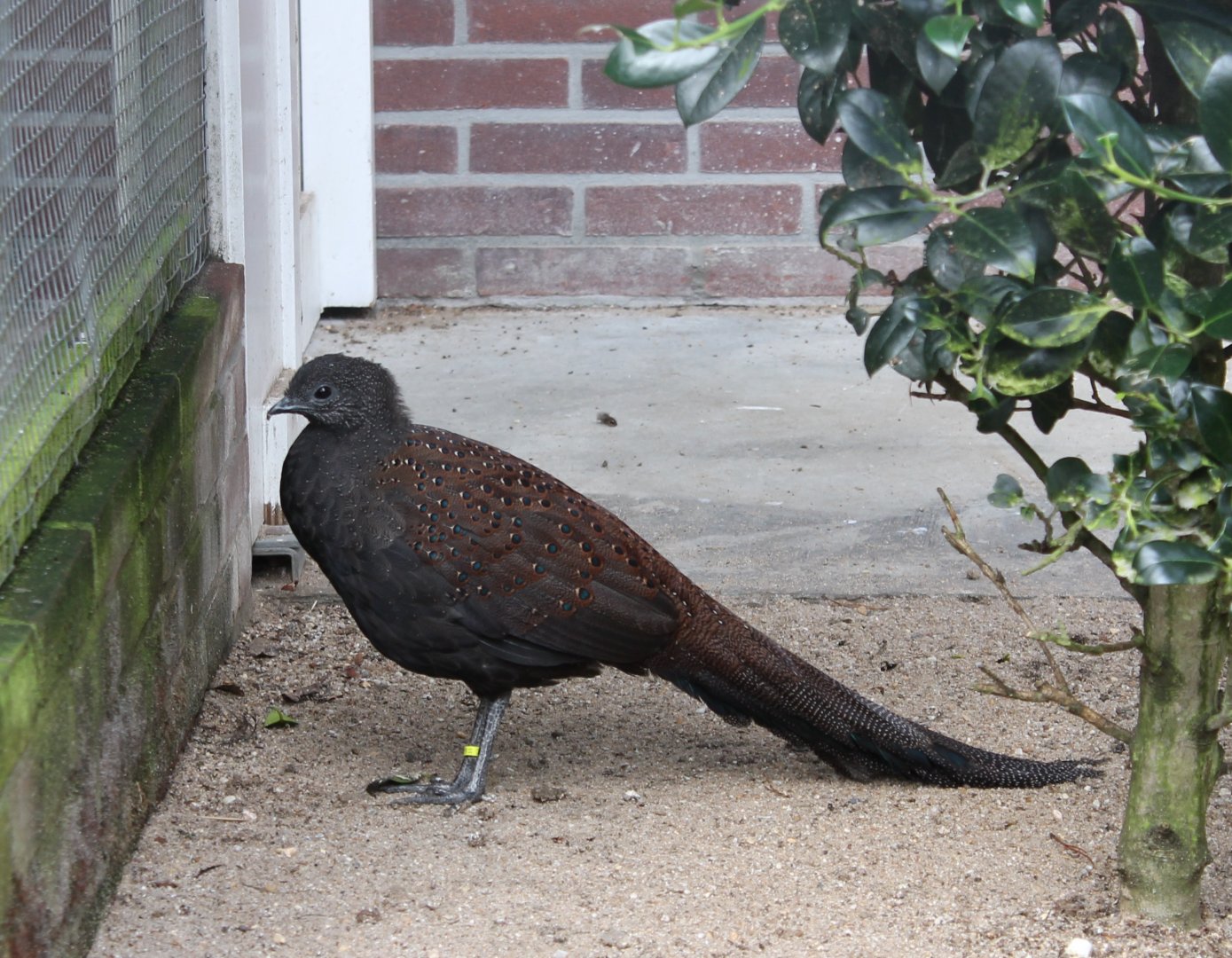 Mountain peacock-pheasant