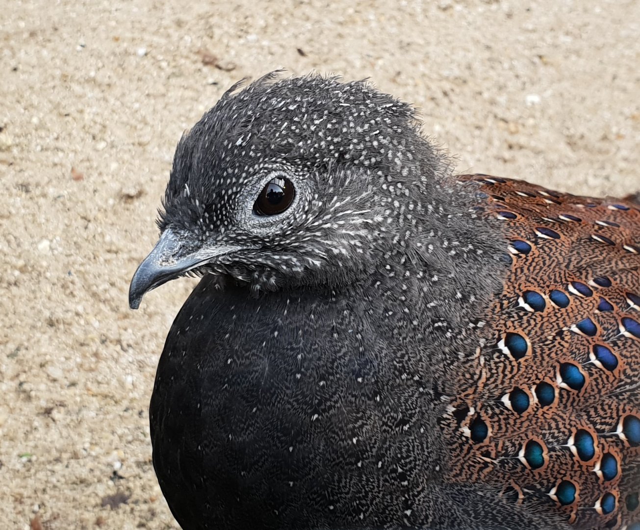 Mountain peacock-pheasant