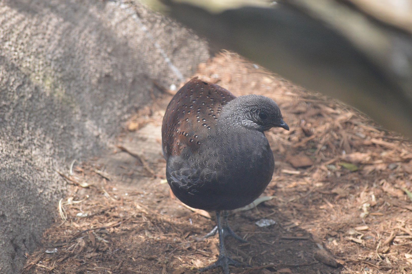 Mountain Peacock-pheasant