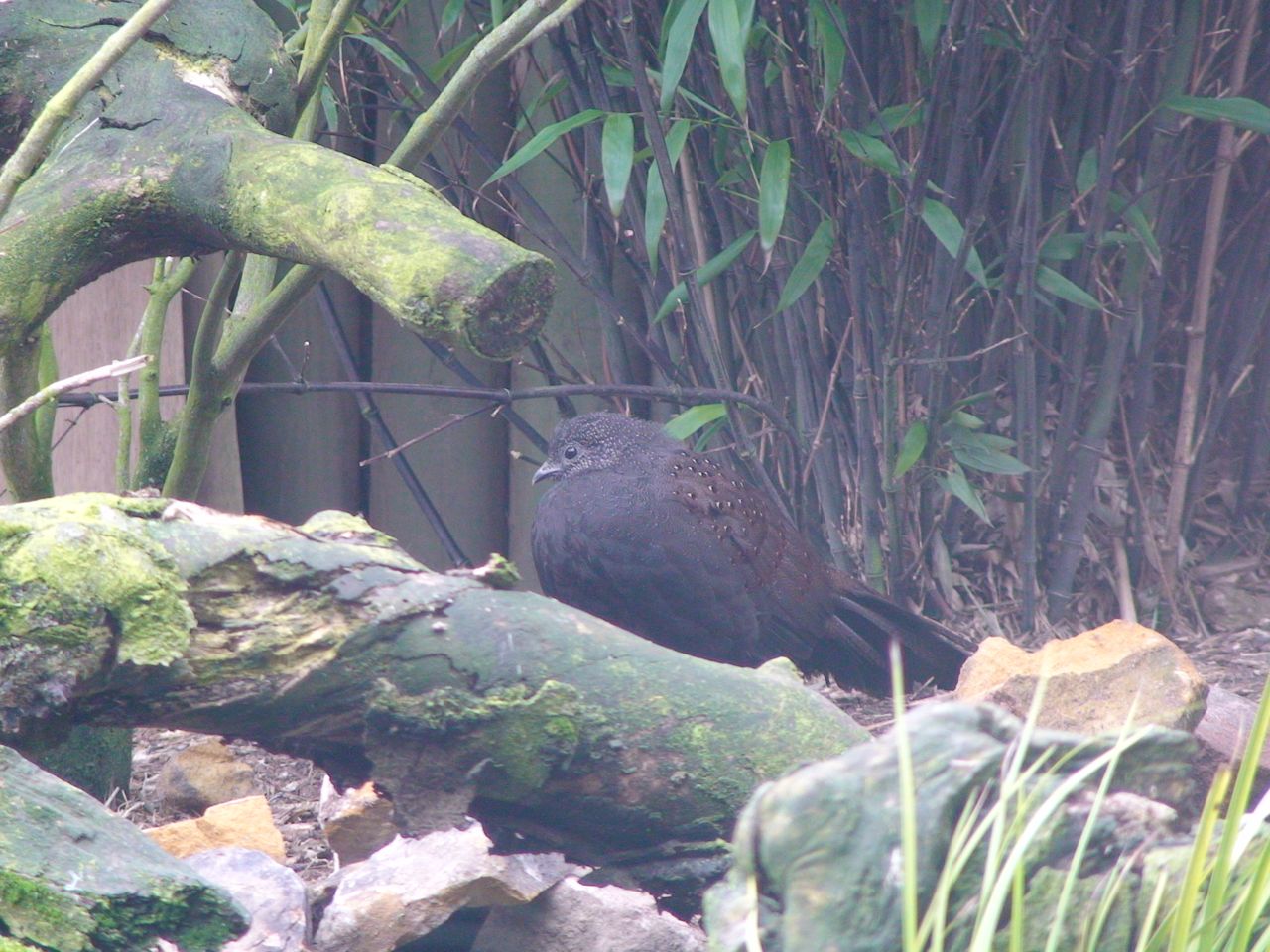Mountain Peacock pheasant