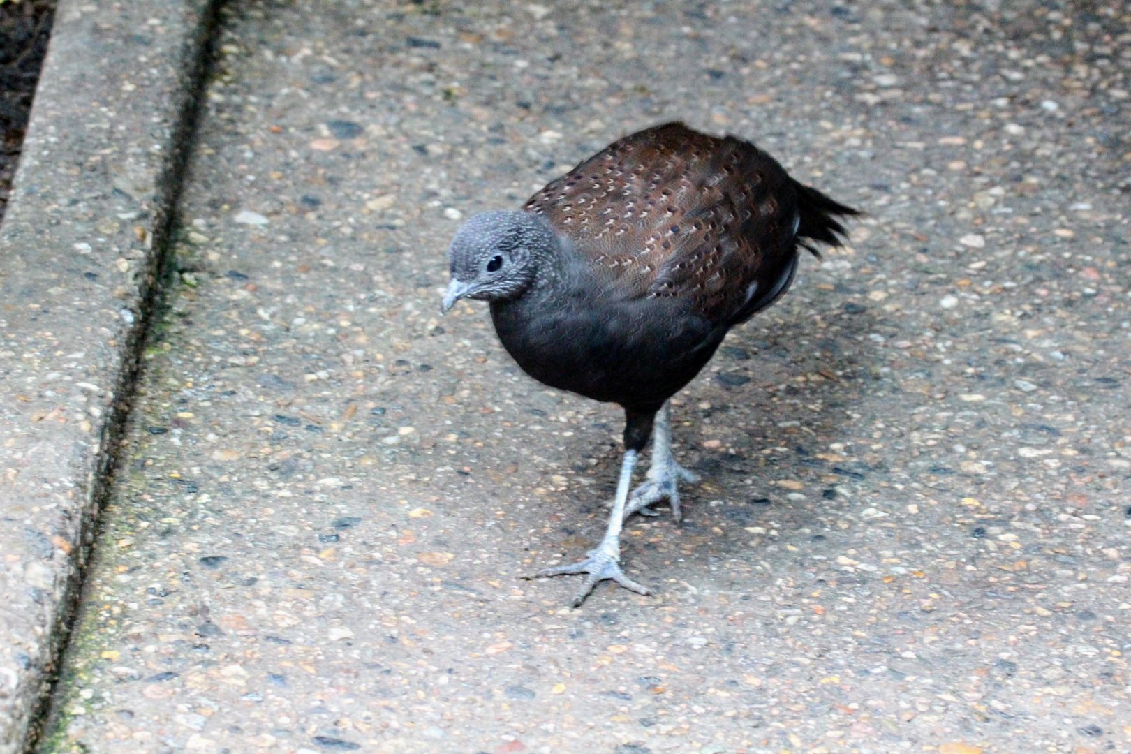 Mountain Peacock-Pheasant