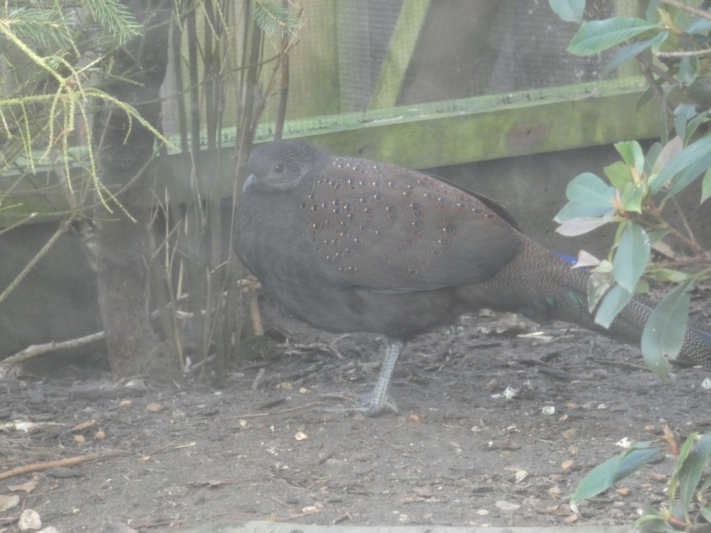 Mountain peacock-pheasant
