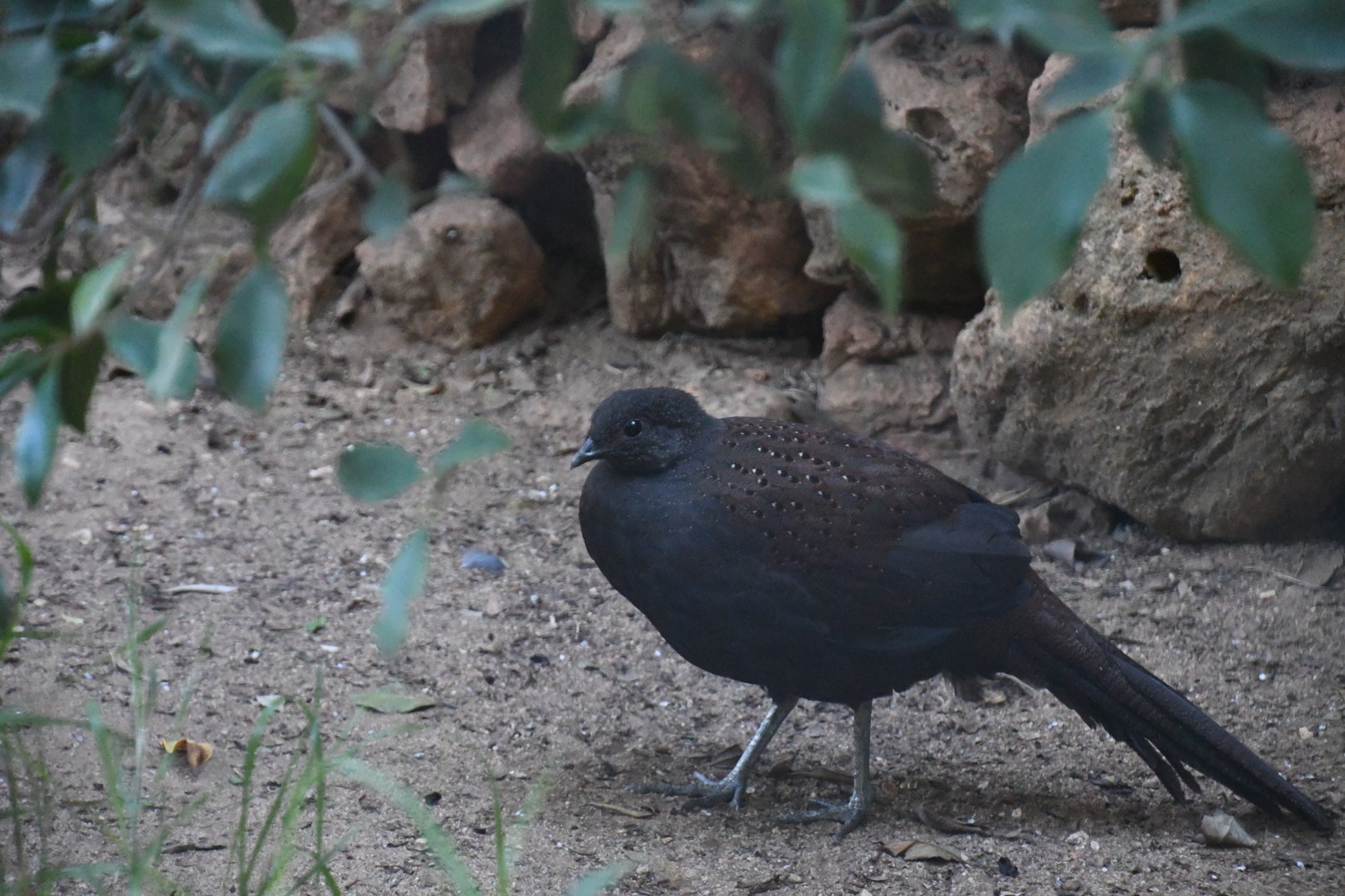 Mountain Peacock-Pheasant