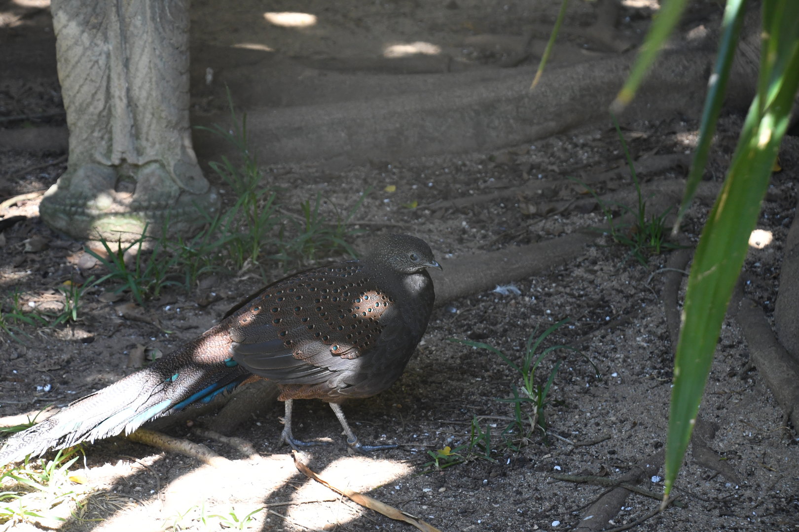Mountain Peacock-Pheasant