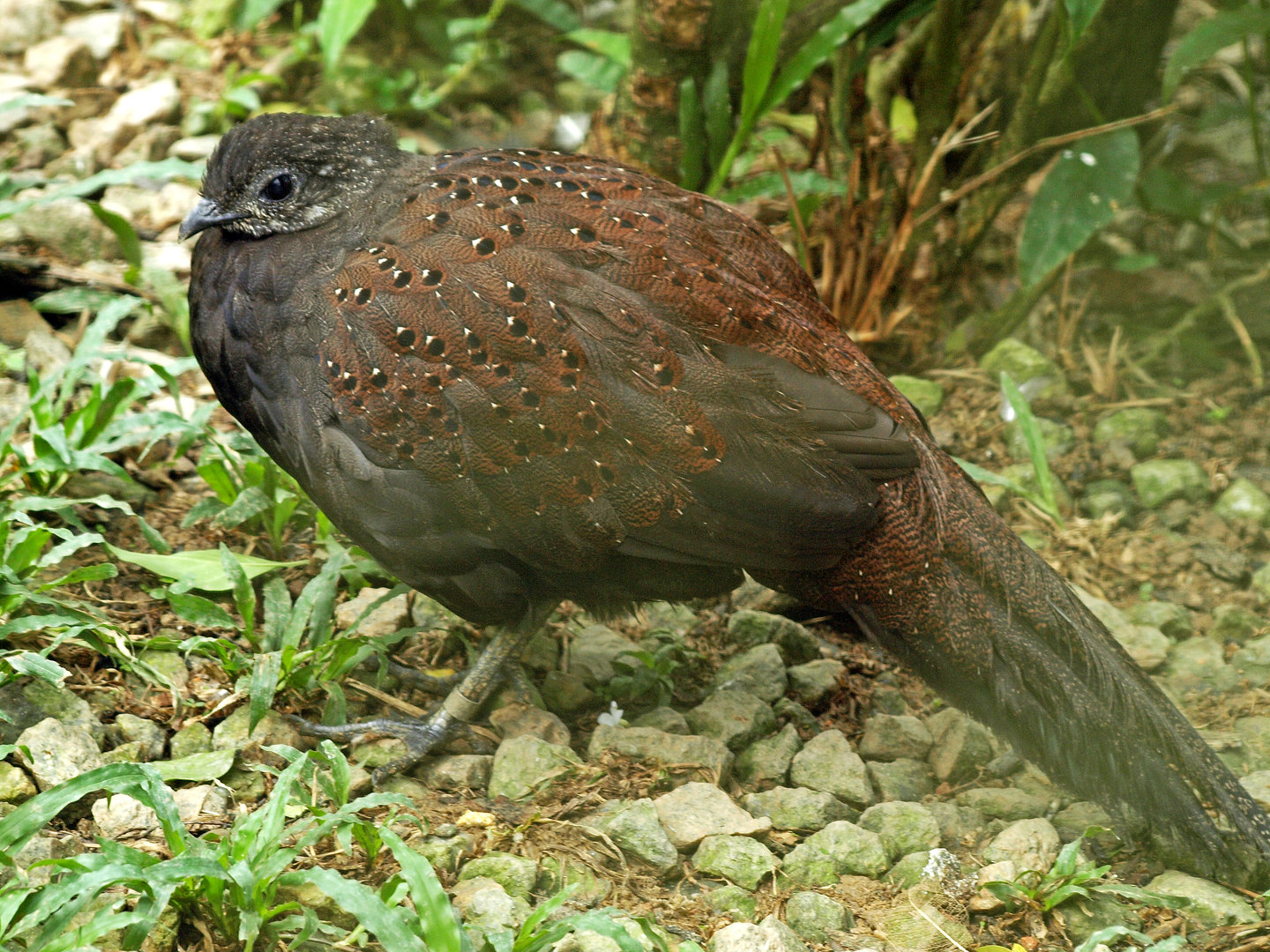 Mountain peacock pheasant
