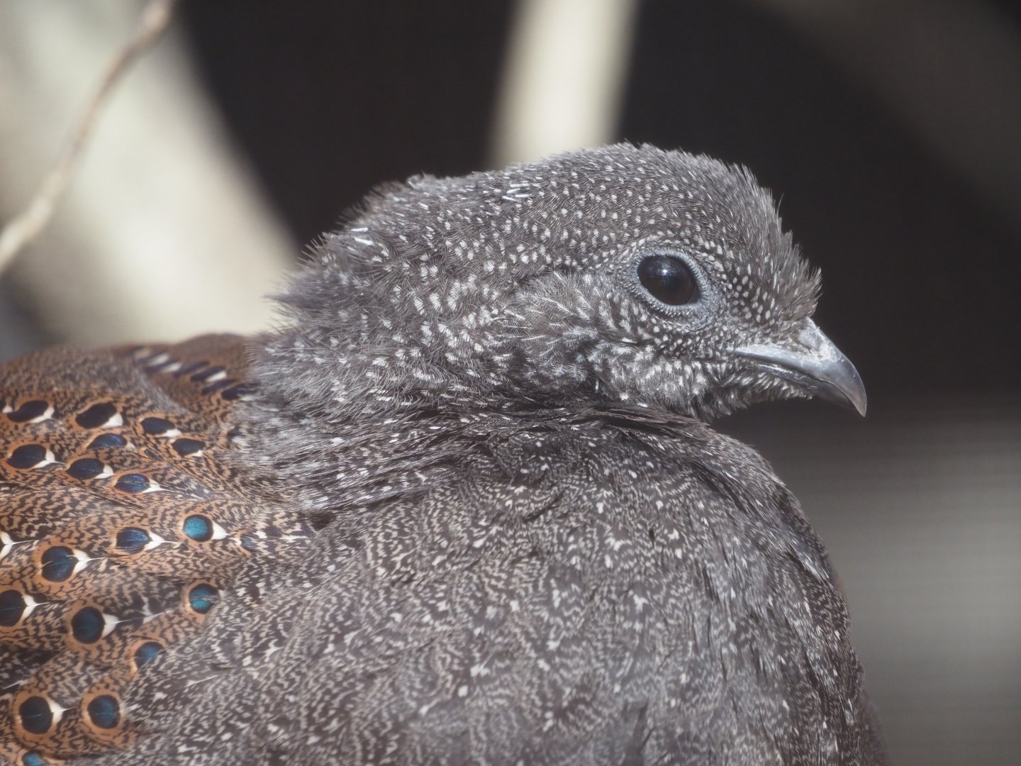 Mountain Peacock-Pheasant
