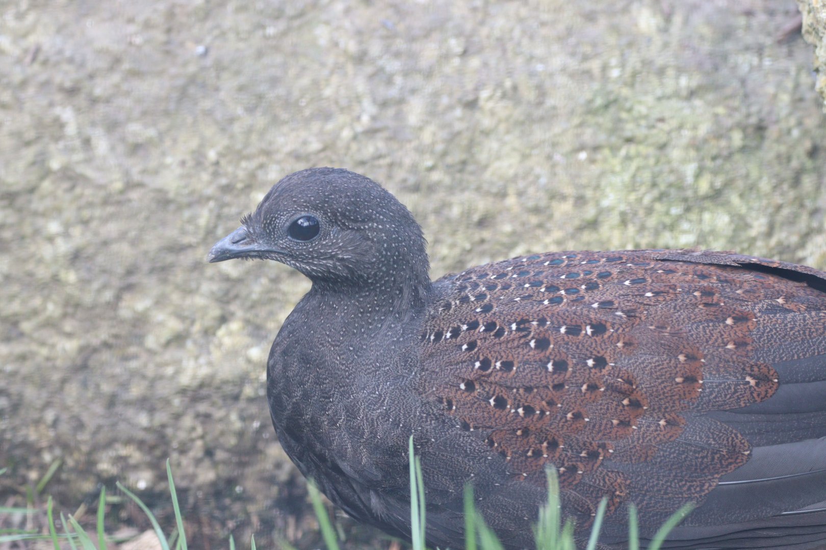Mountain Peacock-Pheasant