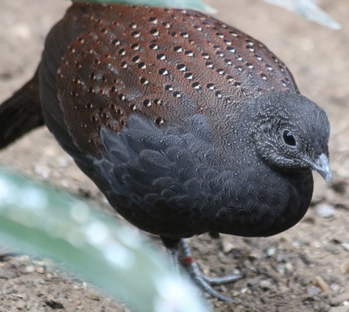 Mountain Peacock Pheasant