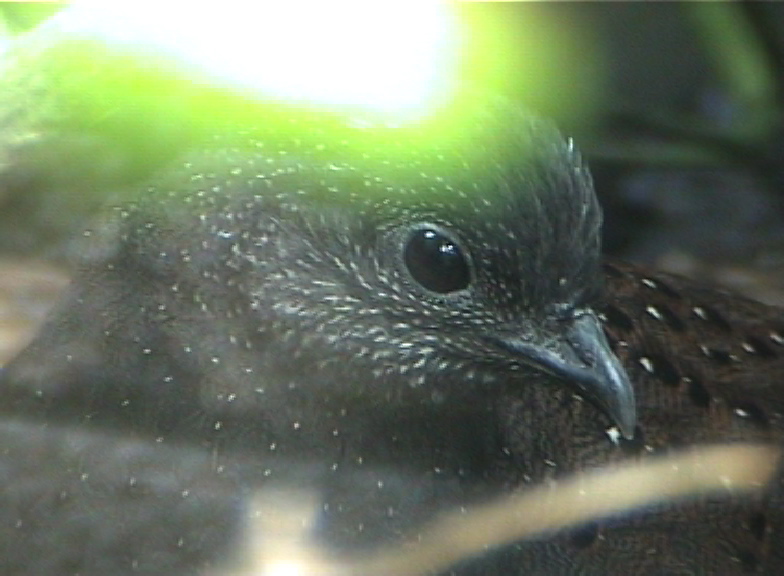 Mountain Peacock pheasant