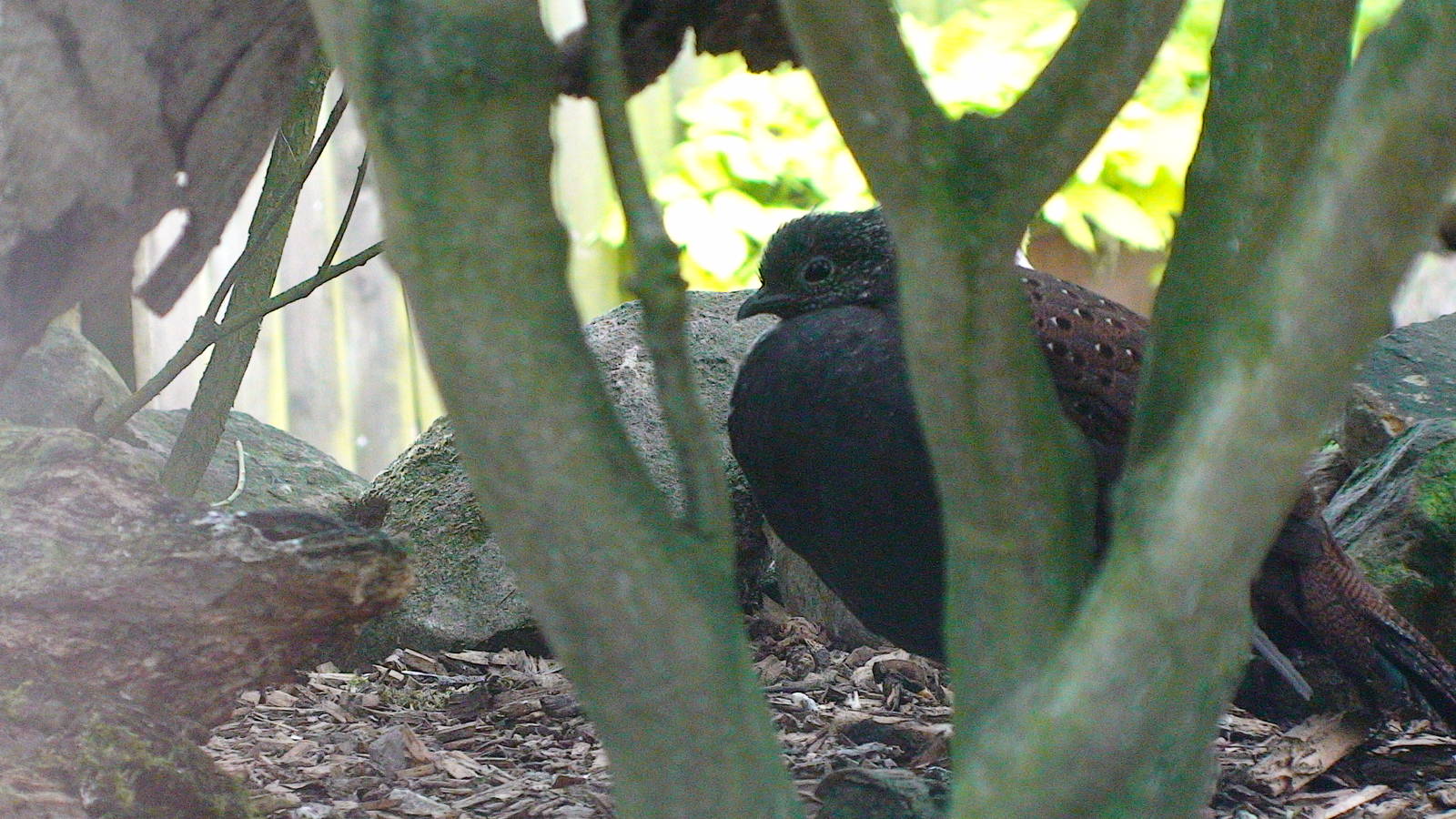 Mountain Peacock pheasant