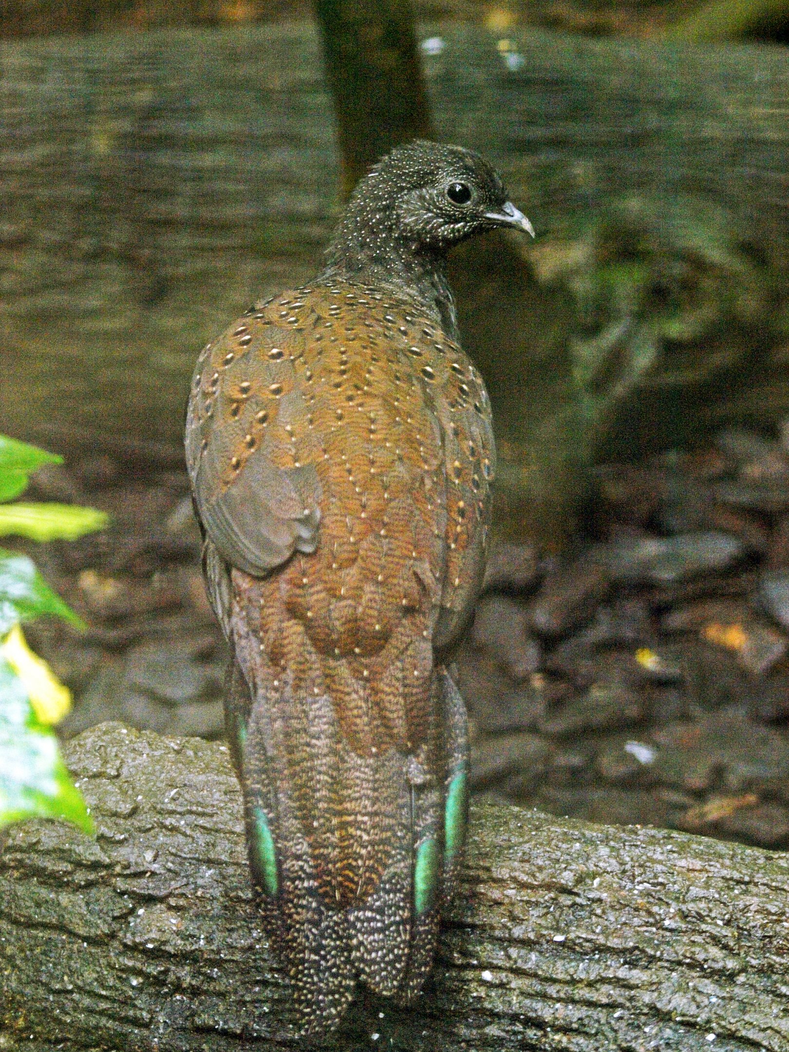 Mountain Peacock pheasant