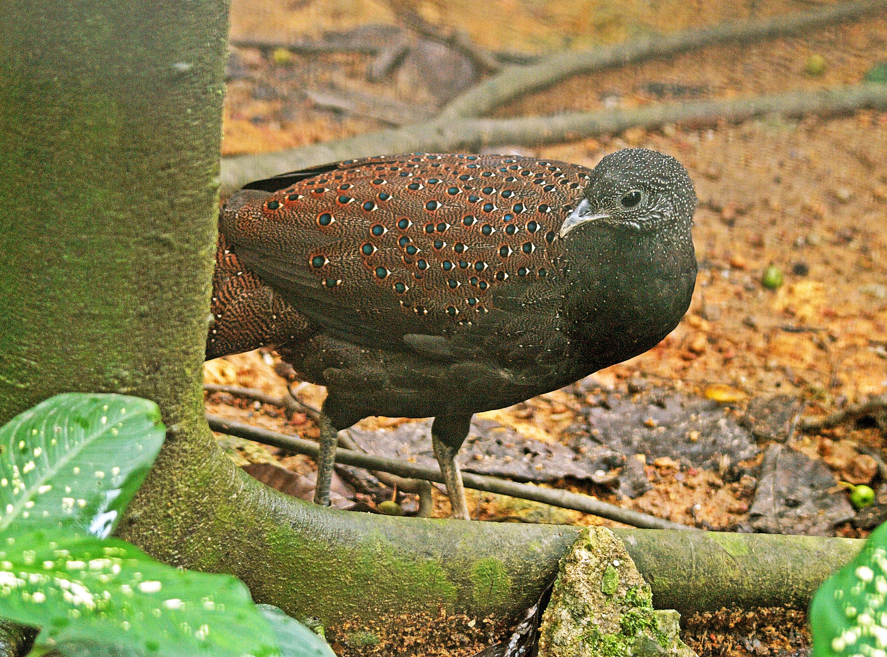 Mountain Peacock pheasant