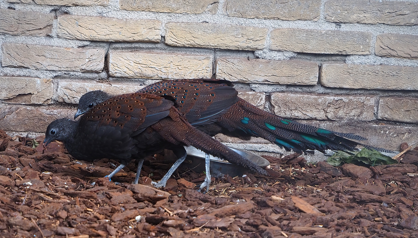 Mountain peacock-pheasants (Polyplectron inopinatum), 2022-08-28