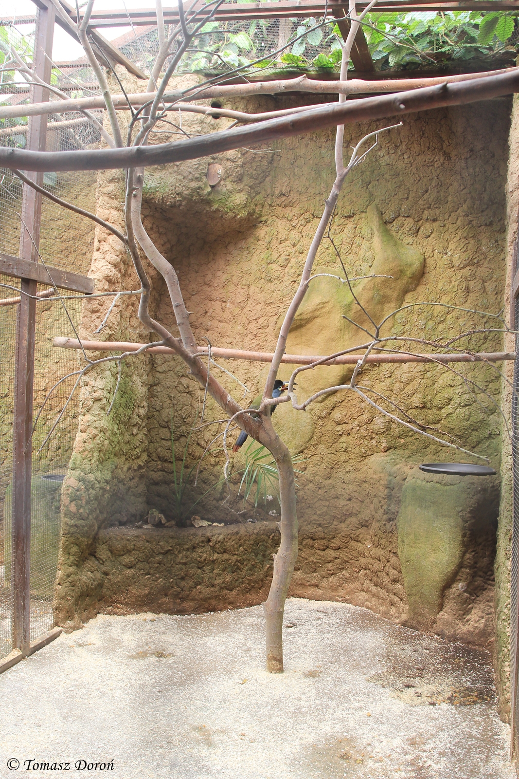 Mountain Plate Billed Toucan (Andigena laminirostris) enclosure