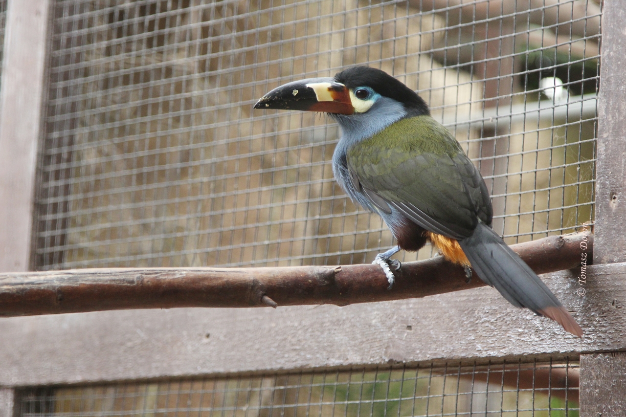 Mountain Plate Billed Toucan (Andigena laminirostris)
