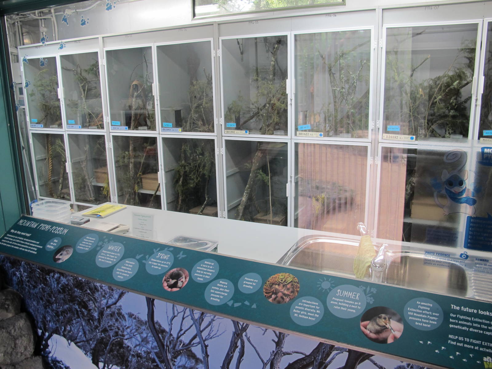 Mountain Pygmy Possum Breeding Room - Healesville Sanctuary 2013