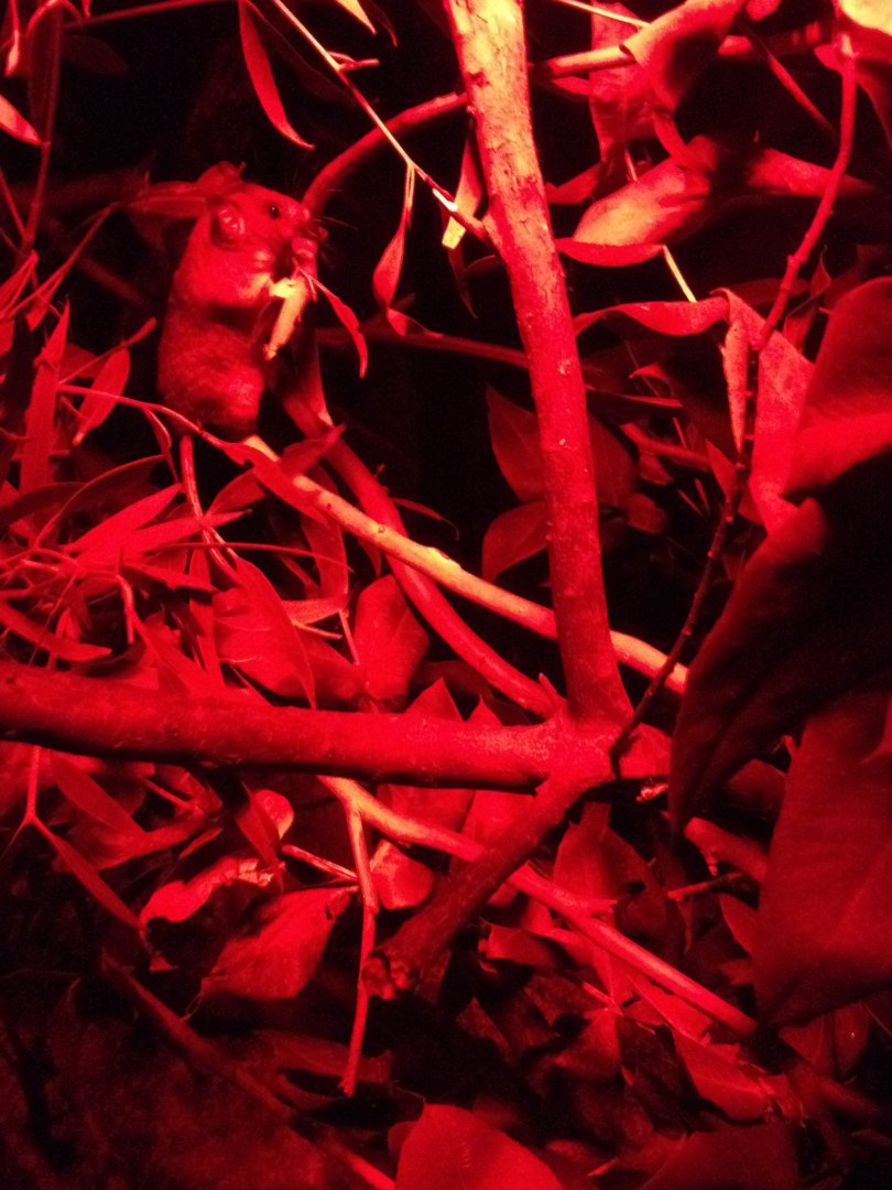 Mountain Pygmy Possum (Burramys parvus)