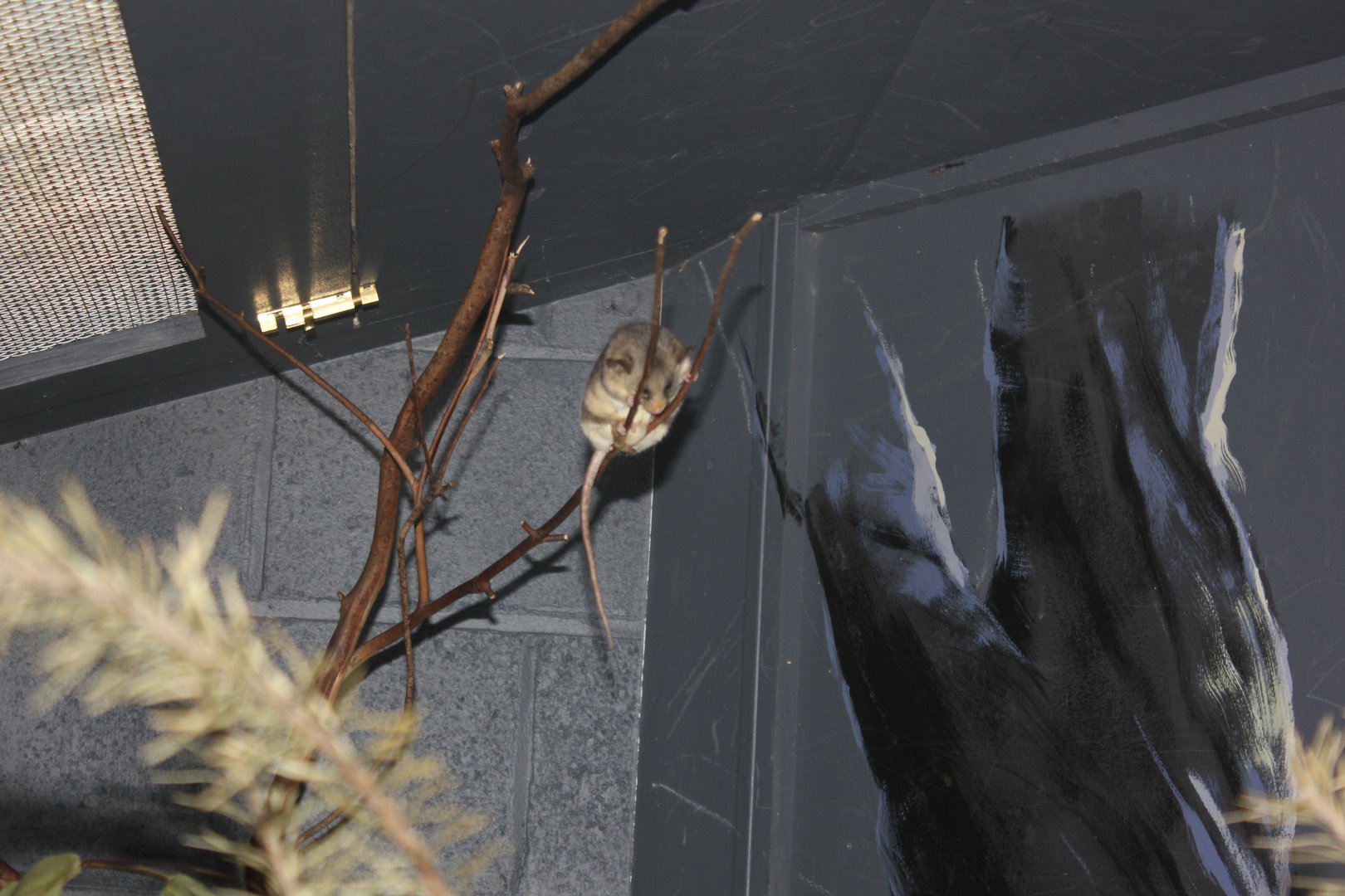 Mountain Pygmy Possum (Burramys parvus)